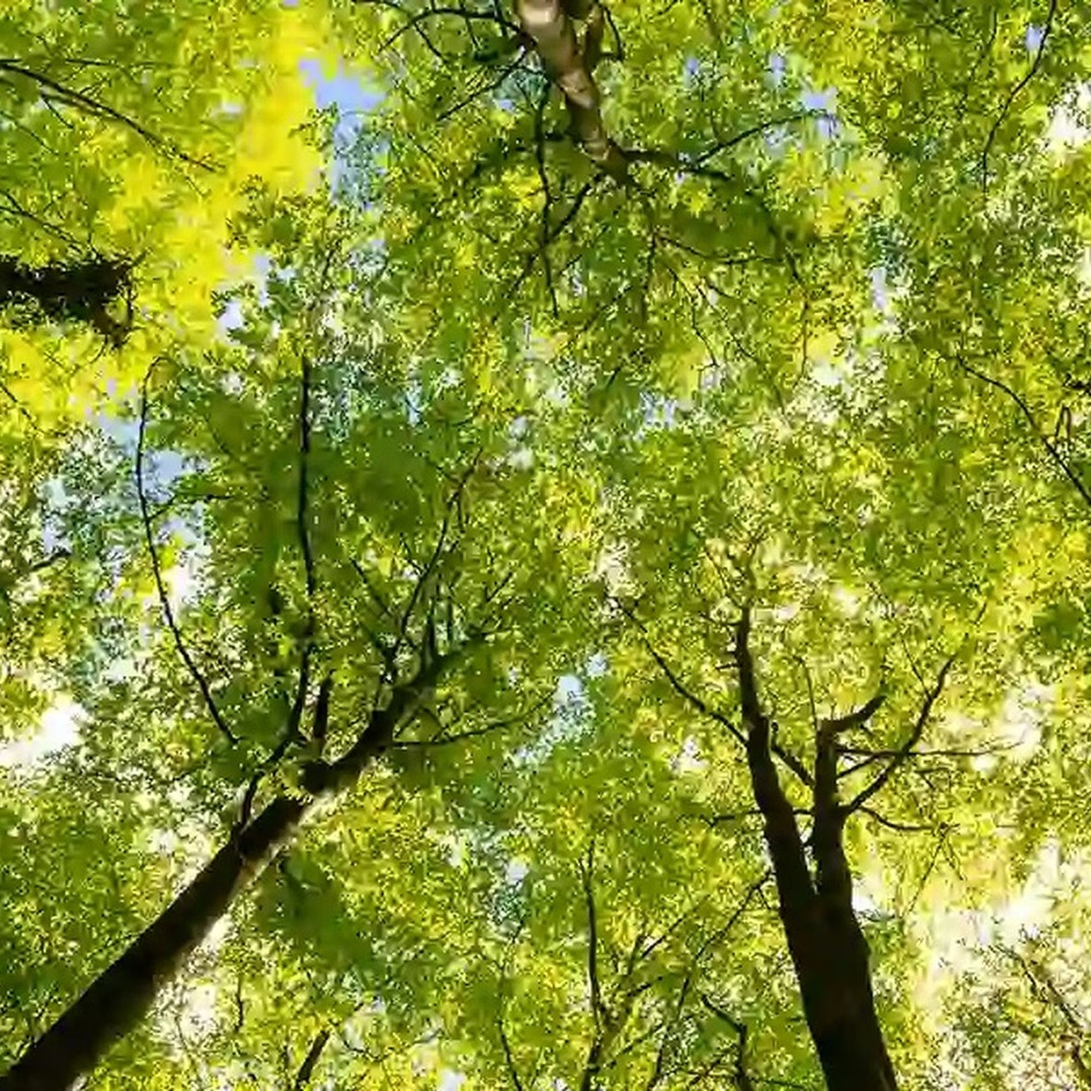 forêt gérée durablement
