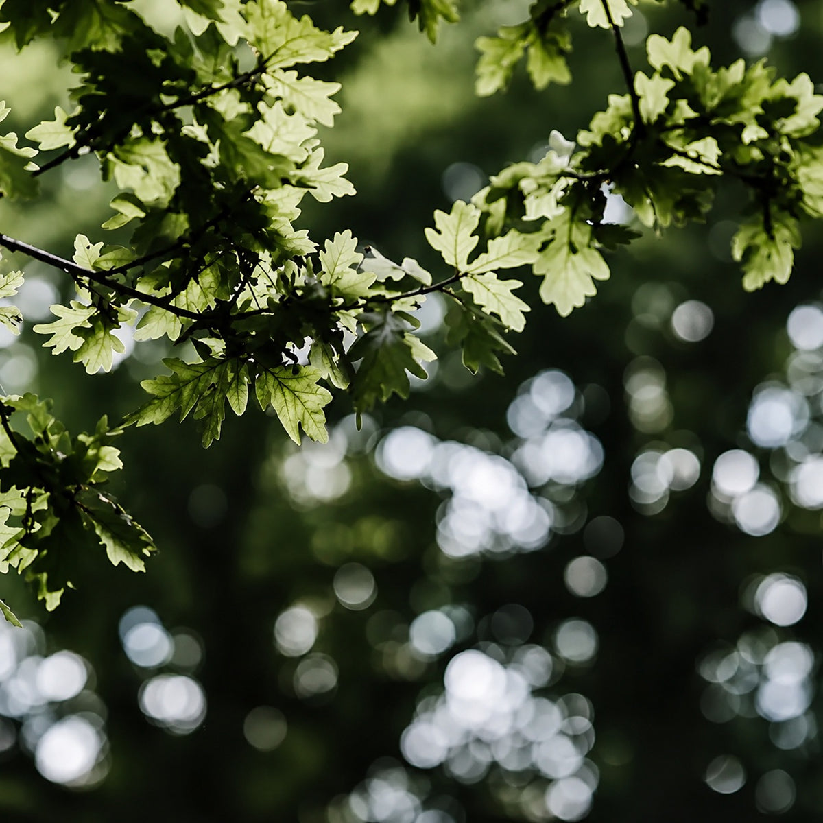 feuille de chêne en forêt